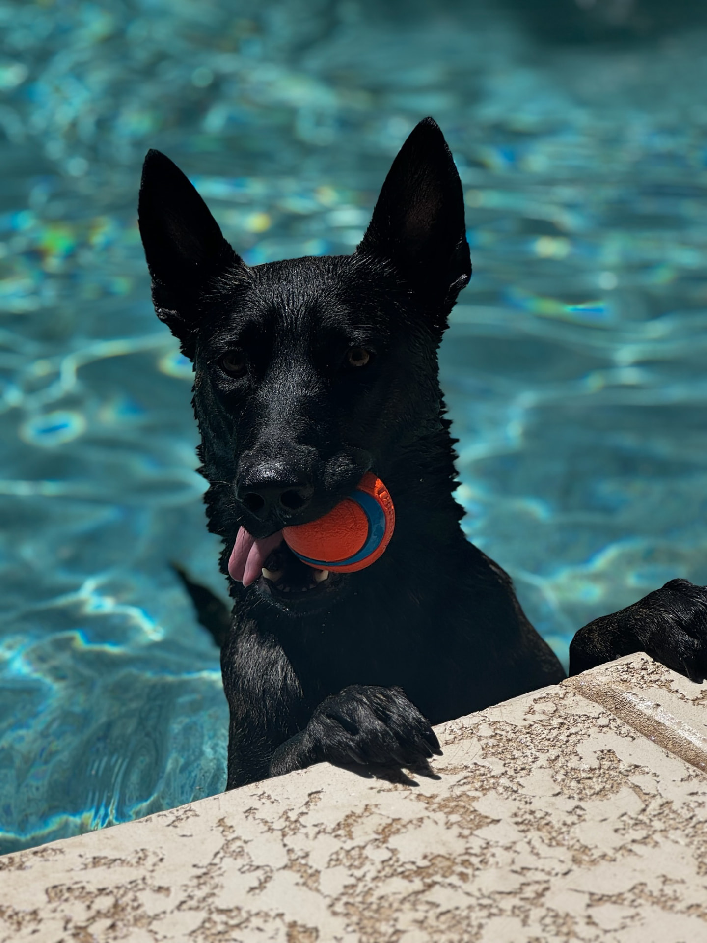 Black shepherd cooling off in a pool with a ball