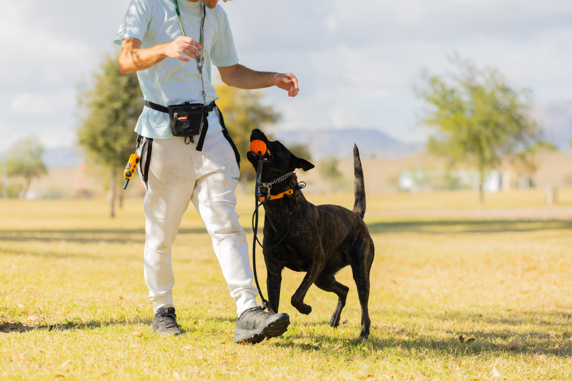 Dog catching a ball during a reward-based training session