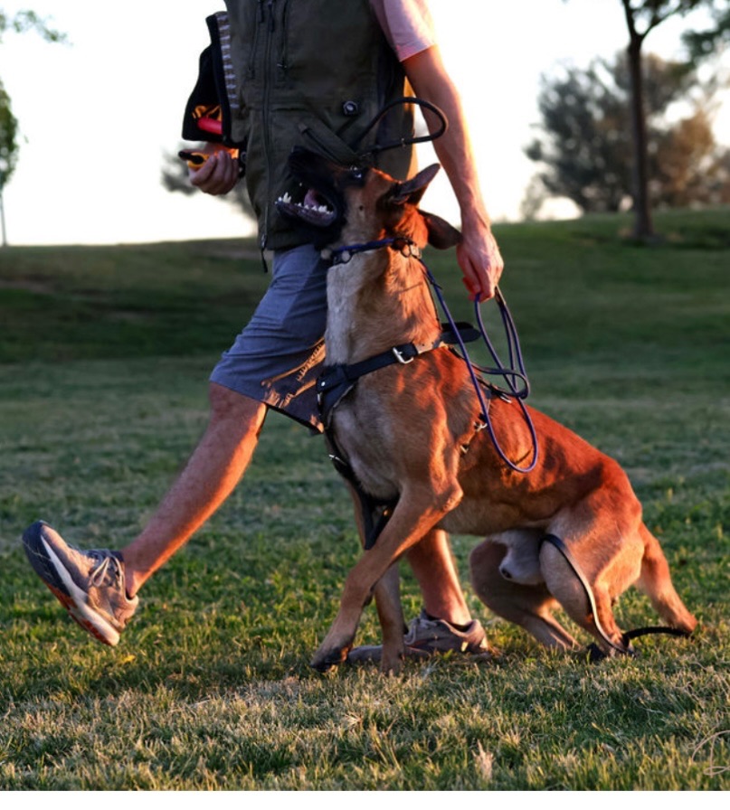 Belgian Malinois heeling beside its handler at sunset