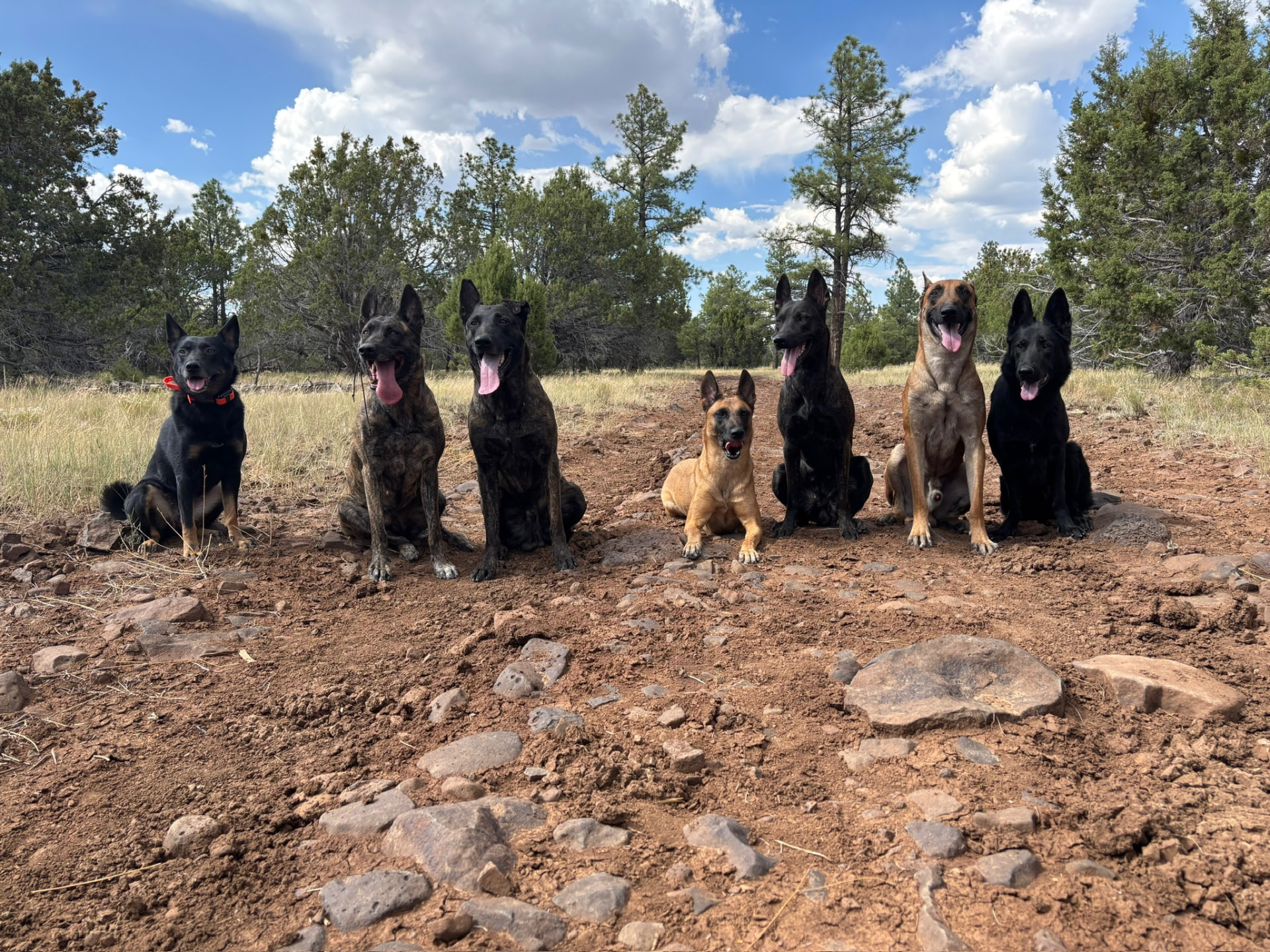 Group of trained working dogs holding a sit-stay in the high desert