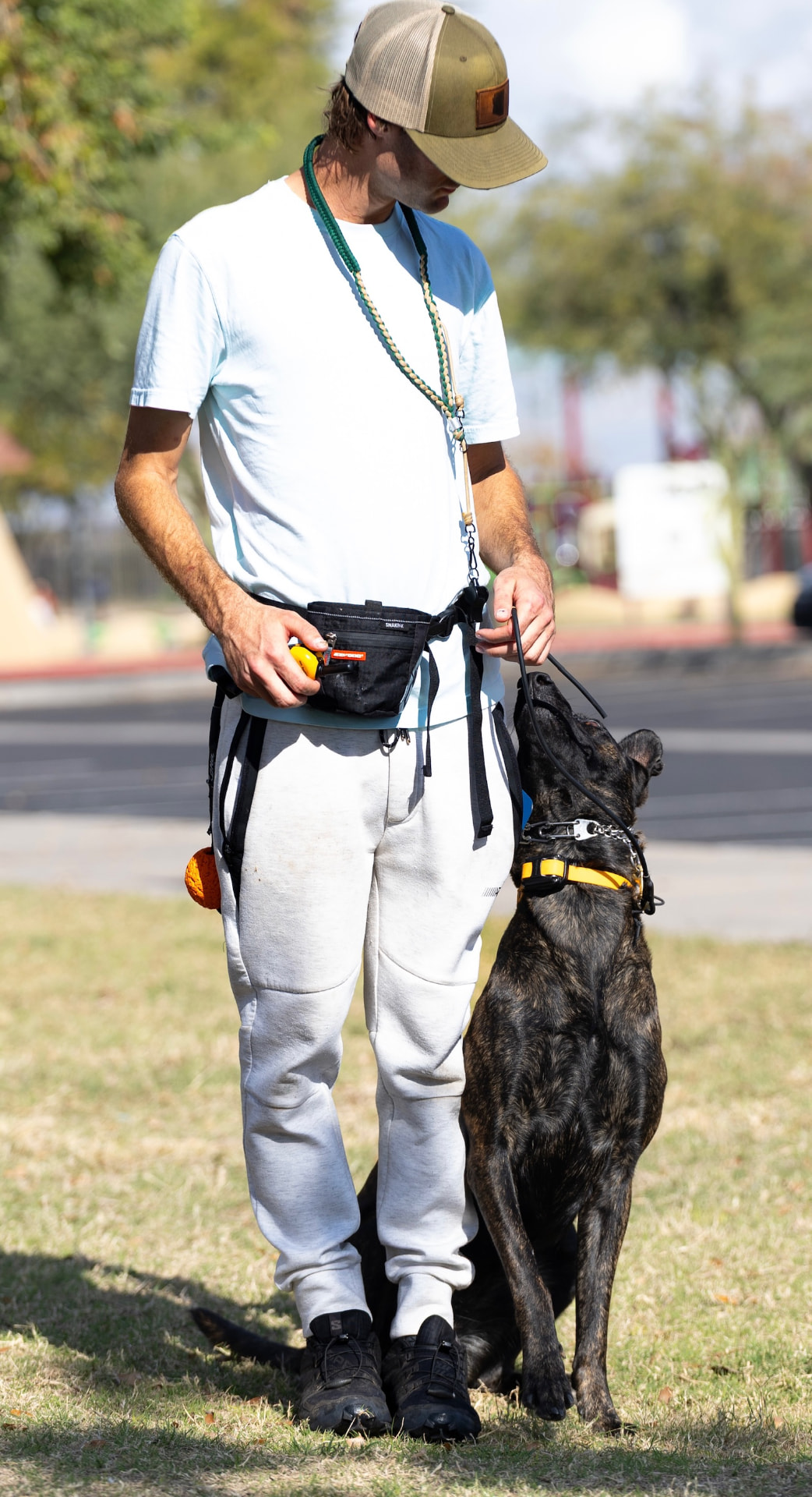 Trainer working focus and attention with a brindle dog